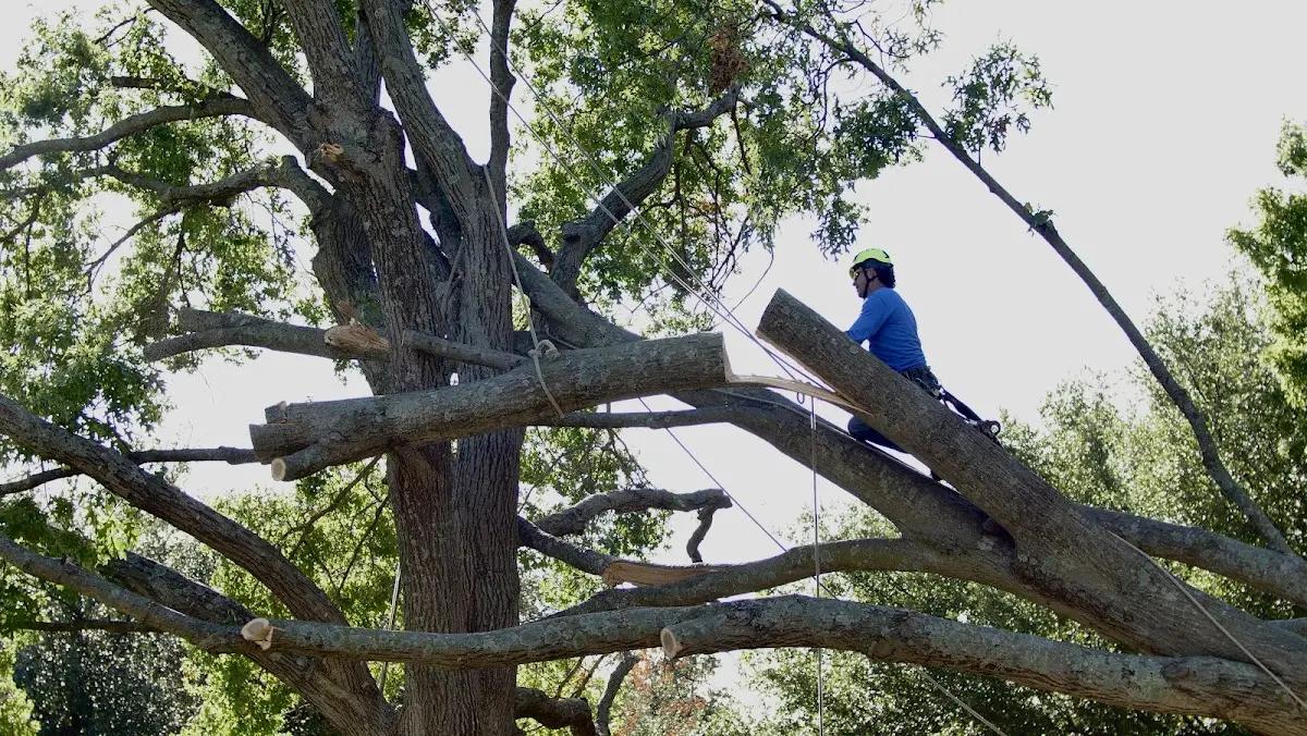 Professional Crown Thinning performed by certified arborists in Rolette