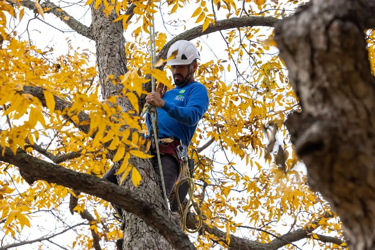 Skilled Tree Transplanting crew working in Rolette